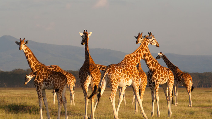 Giraffer Masai Mara.