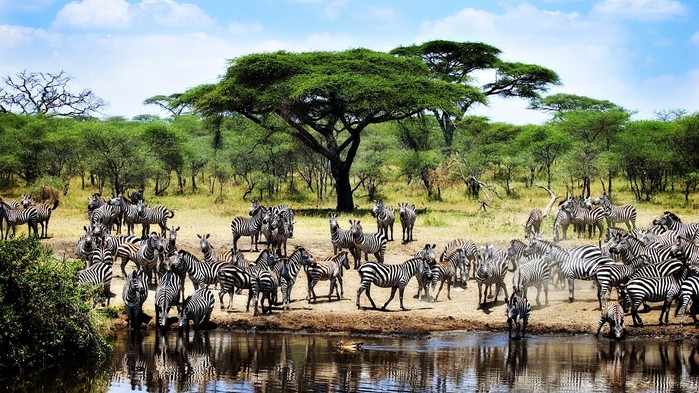 Fra november til juni befinner den store migrasjonen seg normalt i Serengeti.