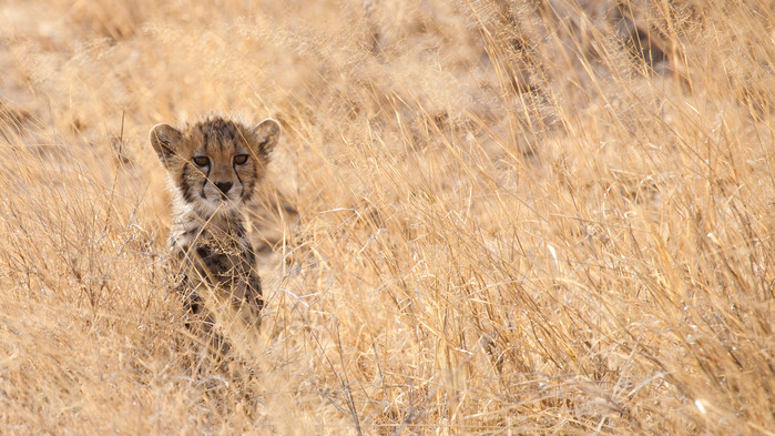 Gepardunge Masai Mara.