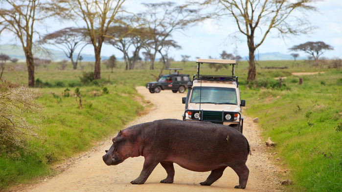 Serengeti, på vei for å bade.