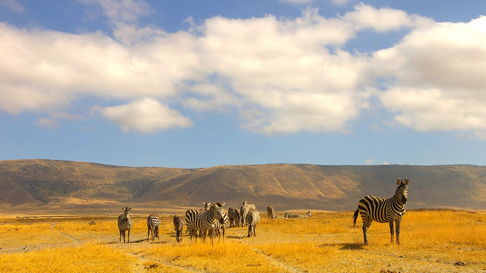 Nede på kraterbunnen, Ngorongoro.