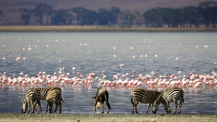 <P>Lake Manyara frekventeres av flamingoer.</P>