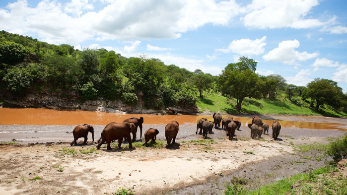 Elefantflokk i vakre Tarangire Nasjonalpark.