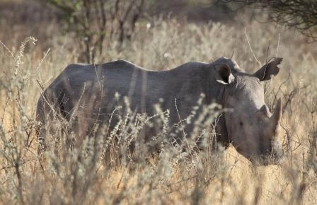 Noshörning Namibia för Rättovist resande viktoria F