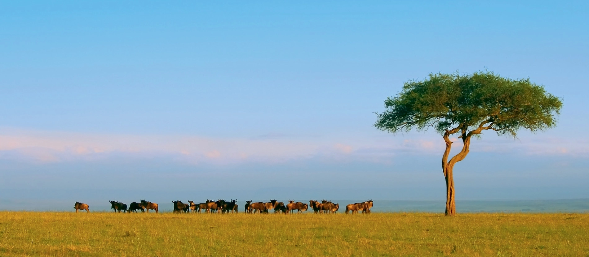 banner_1900x831_kenya_masaimara