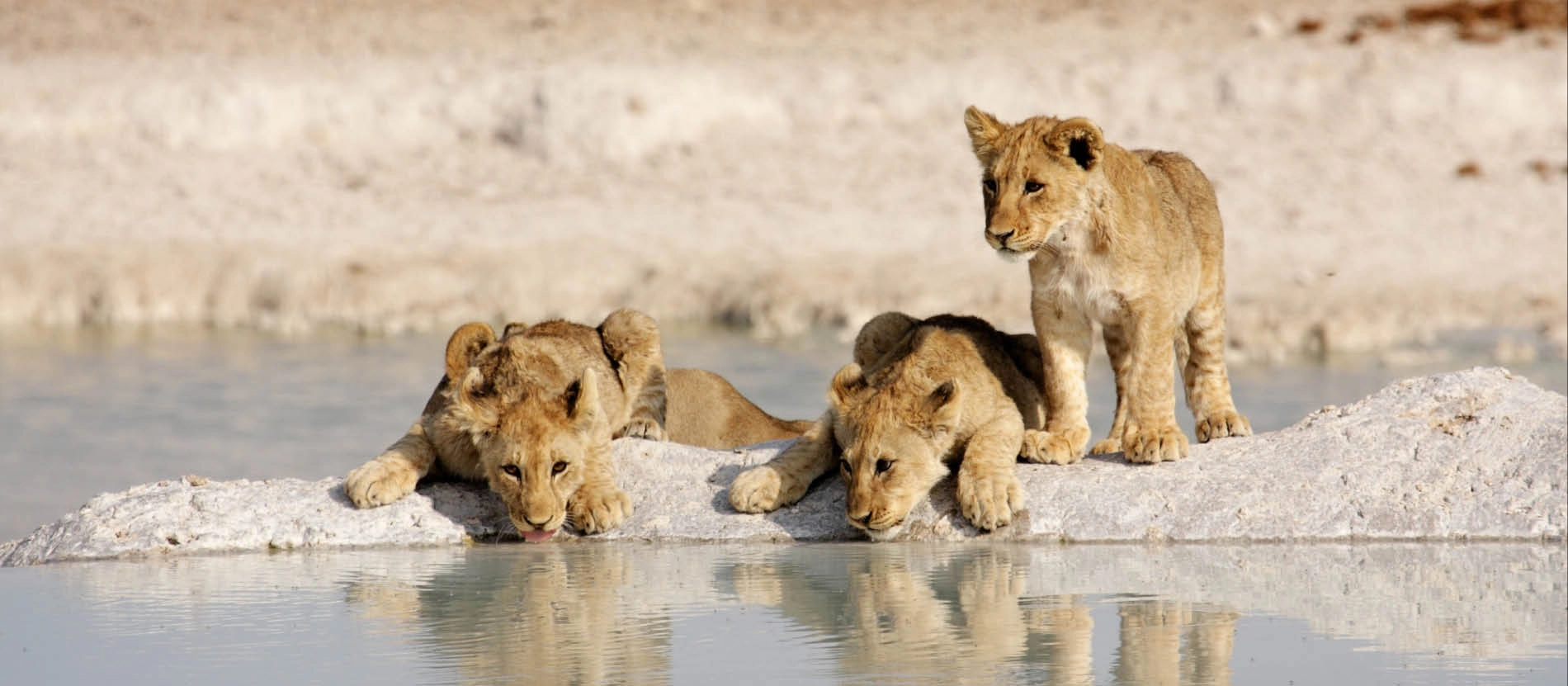 Namibia_öknar_djur_banner