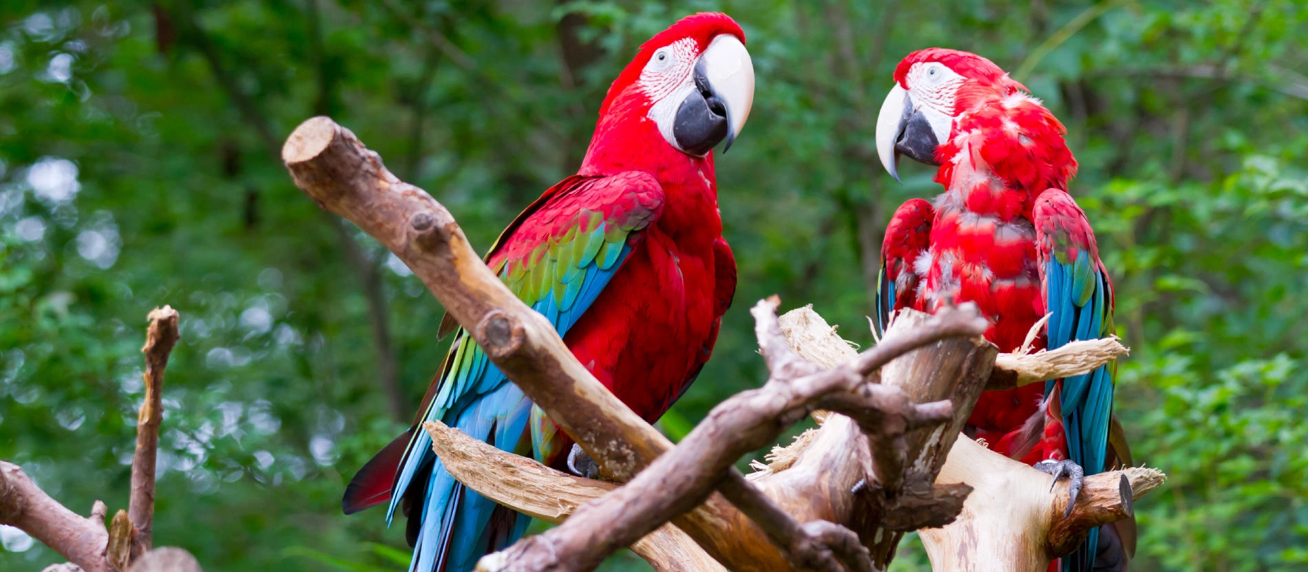 Costa Rica_Papegojor_banner_1900x831_shutterstock_115896892