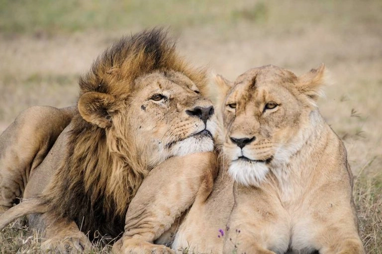 Kopelion_mating_lion_couple_Ngorongoro_crater