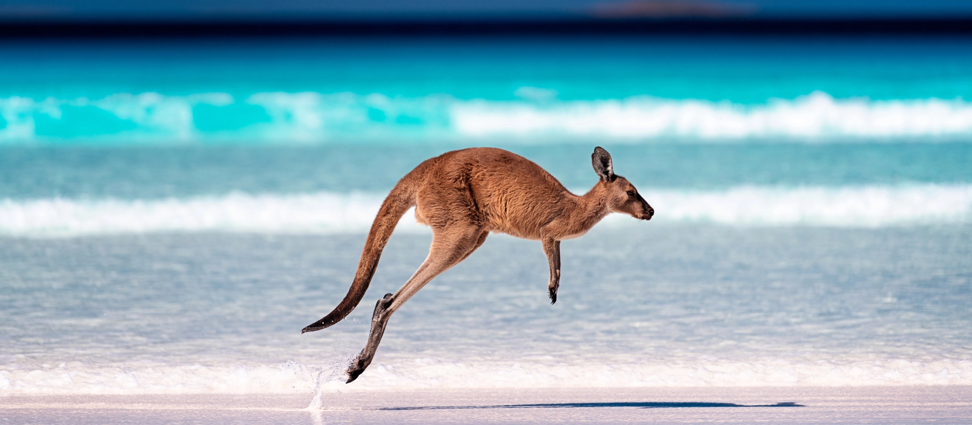 Banner_Australien_Kängru_AdobeStock_322874133 (2)