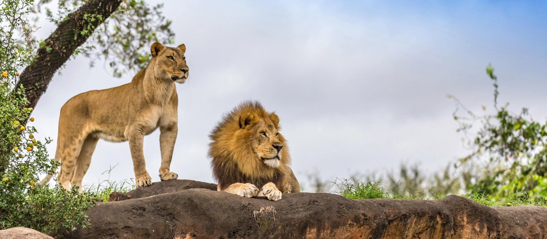 Banner_Lejonpar_AdobeStock_176926967 (1)