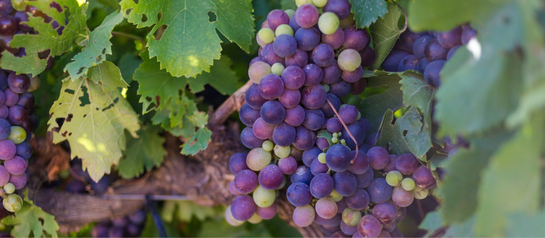 Sydafrika_vindruvor_Franschhoek_AdobeStock_143798448