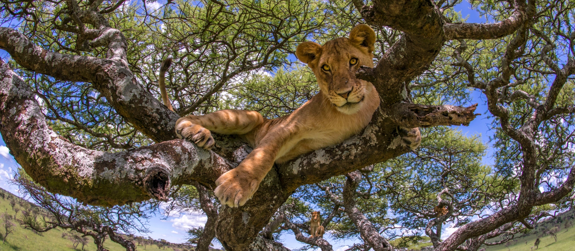 _DSC7296_Lion_in_tree_Daniel Rosengren