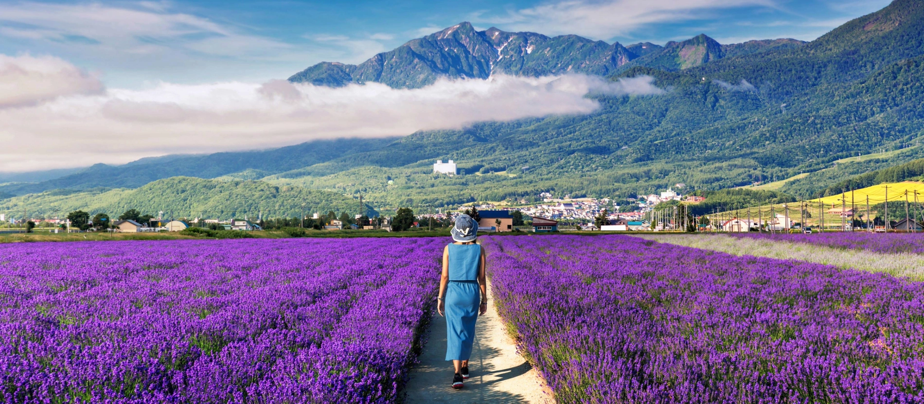Banner_Japan_Hokkaido_ Lavendel_AdobeStock_530761606 (6)