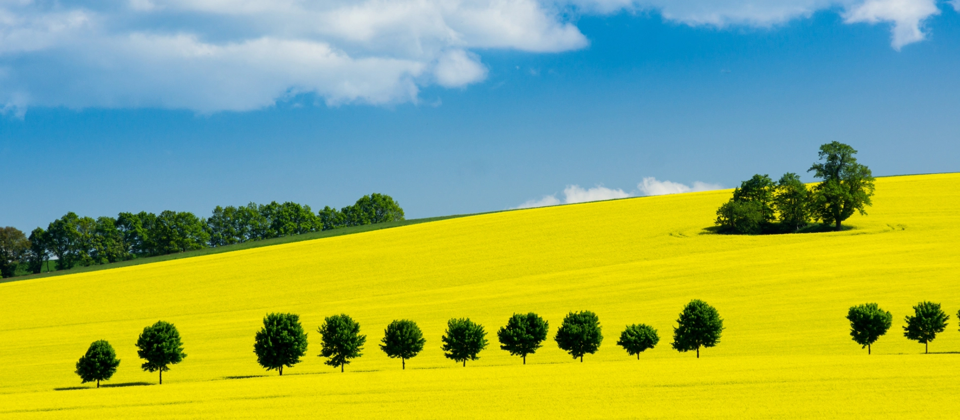 Banner_ 03 Rapsfält Österlen – shutterstock_139676887