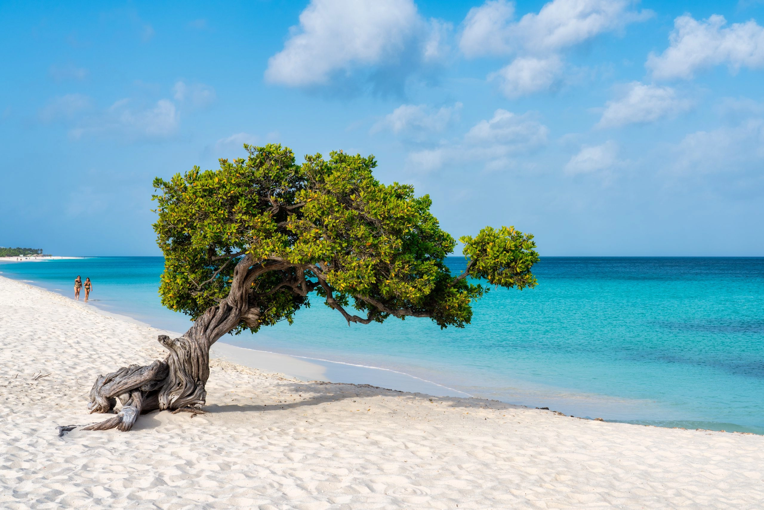 A Fofoti tree overlooking the Caribbean in Aruba