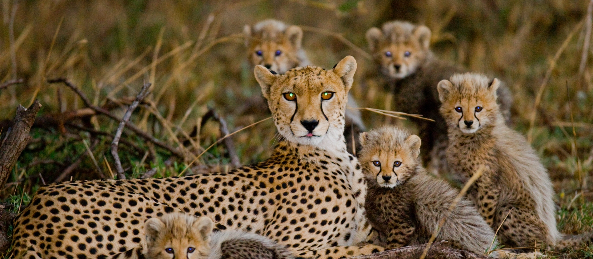 Tanzania_Gepardfamilj_shutterstock_365257415 (1)