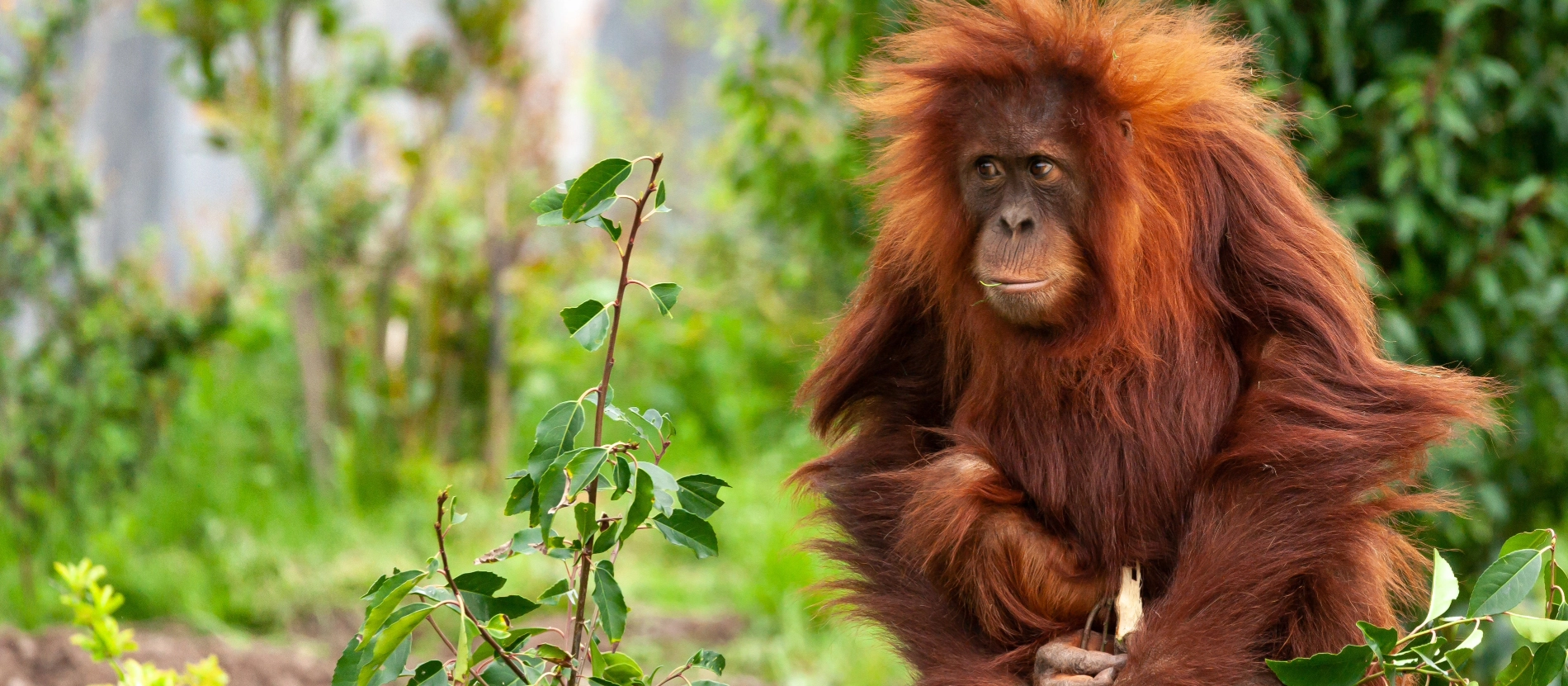 Malaysia_Borneo_Orangutang_AdobeStock_268531917