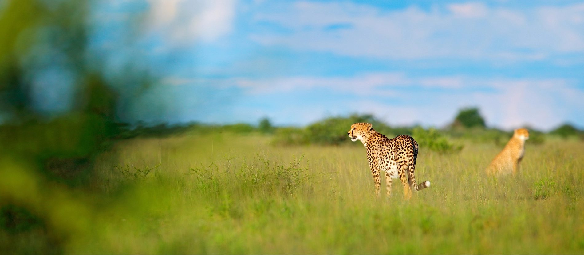 Botswana-Okavangodeltat-leopard-AdobeStock_243675874