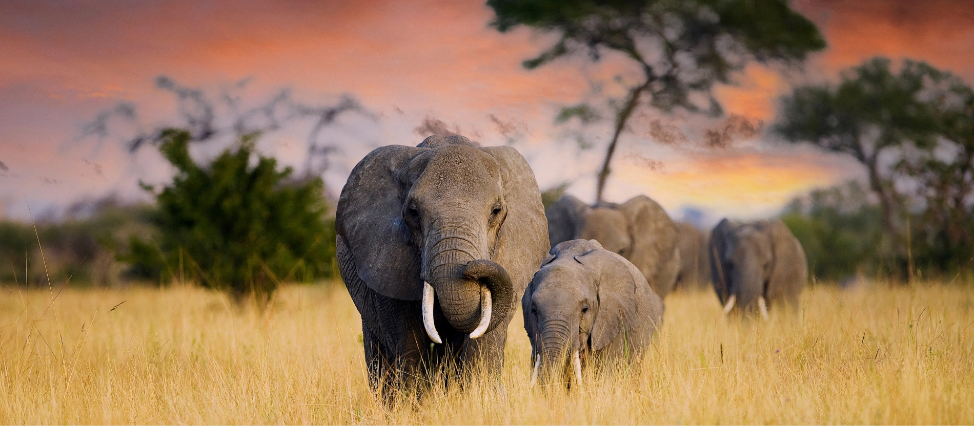 Tanzania-Tarangire_elefanter-AdobeStock_394201577 (1)