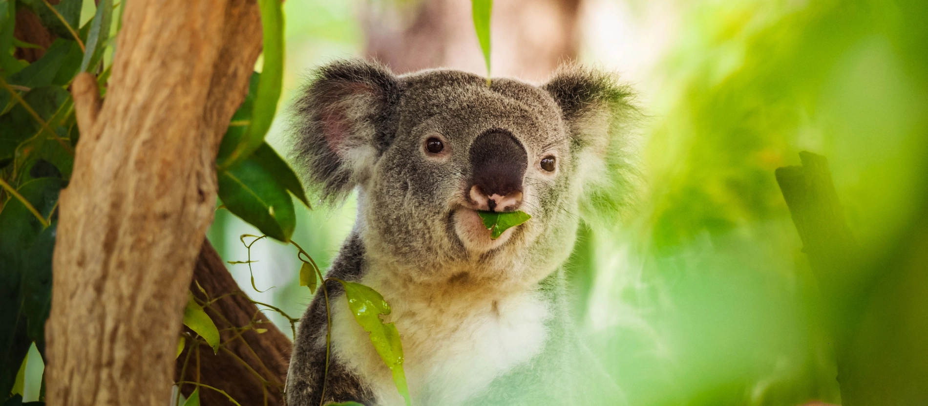 Australien-koala-AdobeStock_272191301 (1)