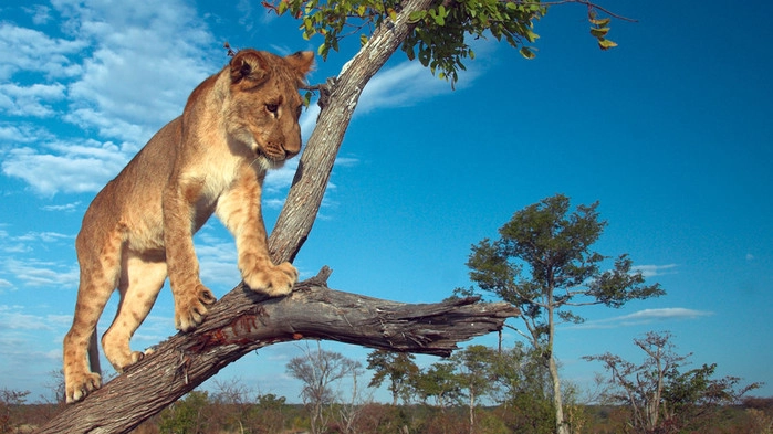 Treklatrende løver i Queen Elizabeth Nasjonalpark