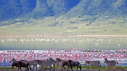 Ngorongorokrateret - også kalt Edens hage - med sitt mangfold av dyr
