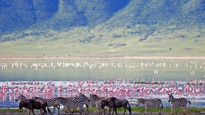 Ngorongorokrateret - også kalt Edens hage - med sitt mangfold av dyr