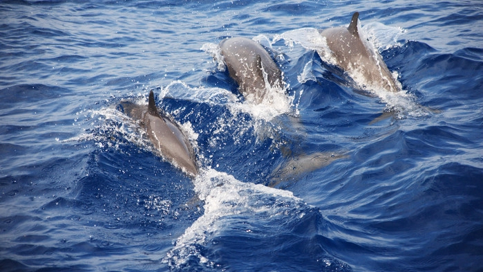 <P> Delfiner under en hvalsafari</P>