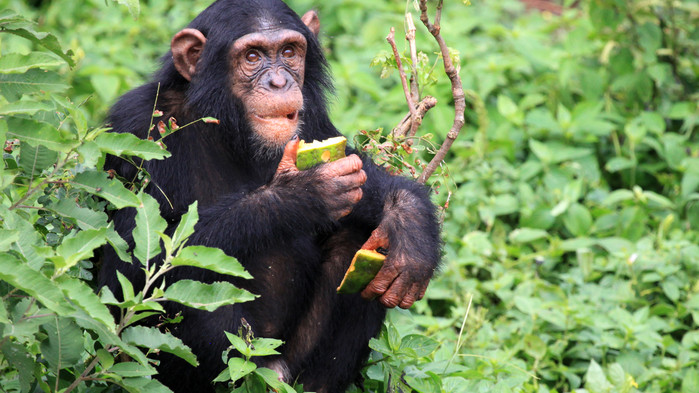 <P>Ved Lake George er det gode muligheter til å se sjimpanser.</P>