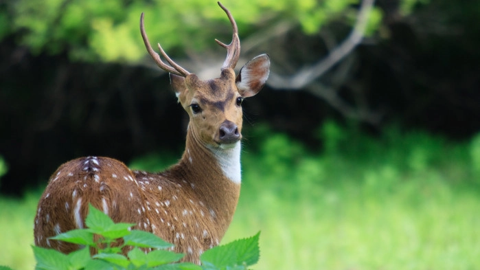 Yala nasjonalpark