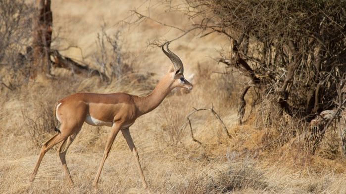 <P>Gerenuken (giraffantilope) er relativt vanlig i Samburu</P>