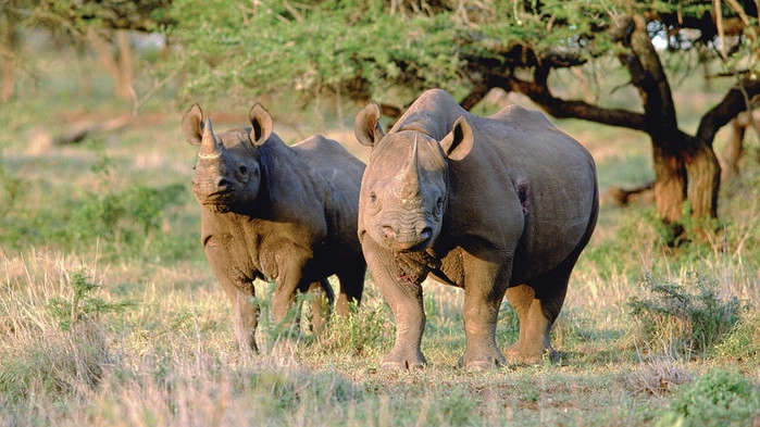 Neshorn i Lake Nakuru