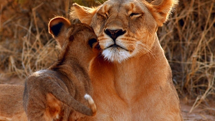 Løvemamma med unge i Samburu Nasjonalpark