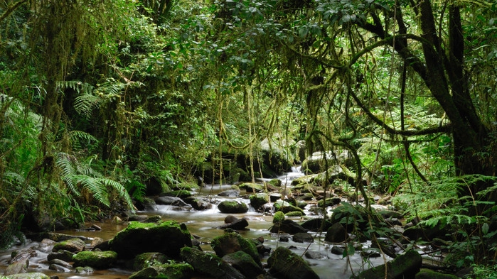 I Ranomafana nationalpark gjøres en guidet vandring.