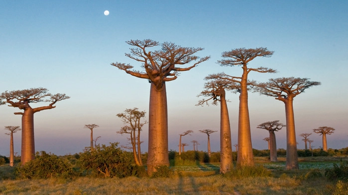 Baobabtrær