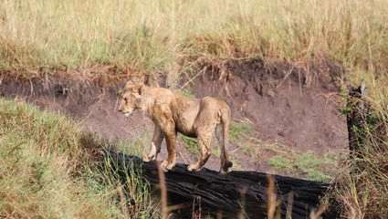 Masai Mara og Seychellene