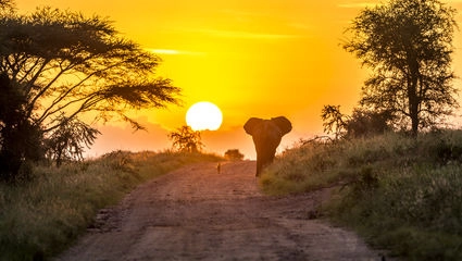 Vår teltlodge i Serengeti, Ikoma Bush Camp.