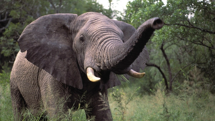 På safari i Sydafrika, Krugerparken.