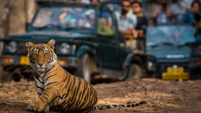 Tiger i Ranthambore