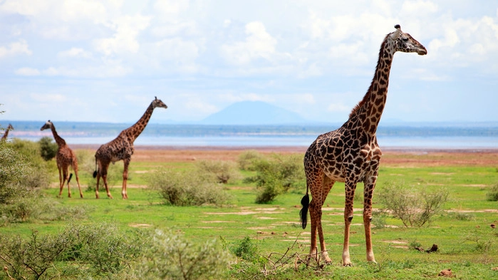 Sjiraffer under en safari i Lake Manyara.