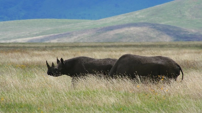 Svarte neshorn under en safari i Ngorongorokratern.