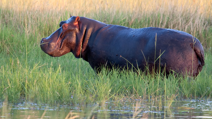 Flodhester er det mange av i Okavangodeltaet