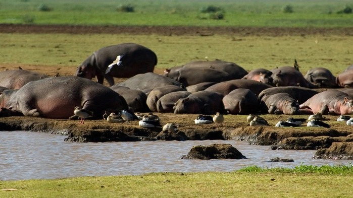 <P>Late flodhester i Manyara nasjonalpark</P>