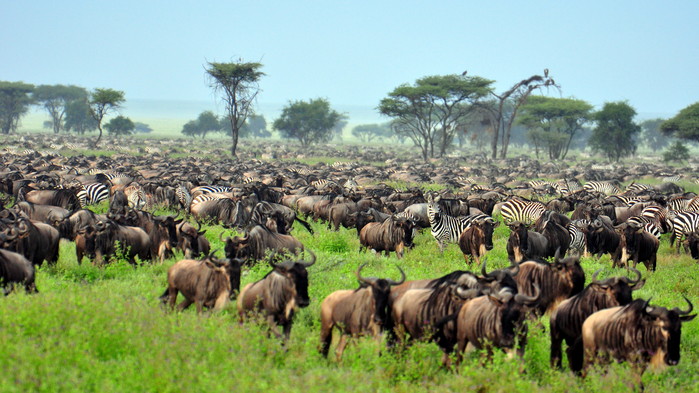 Store deler av vinterhalvåret befinner migrasjonen seg i Serengeti.