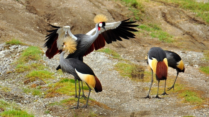 <P>Krontranen - Ugandas nasjonalfugl</P>