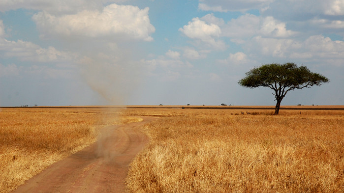 Savanne med støvhvirvel, Serengeti.