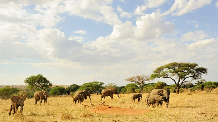 Late flodhester i Manyara nasjonalpark.